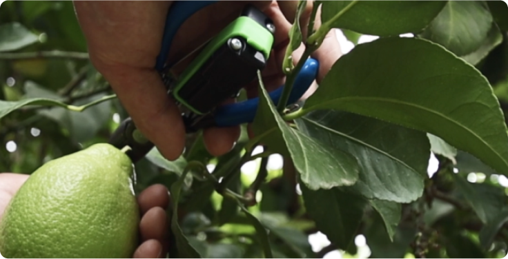 Pick Logger